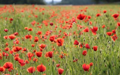 L&rsquo;ardeur fragile