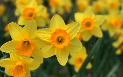 Du soleil et des jonquilles