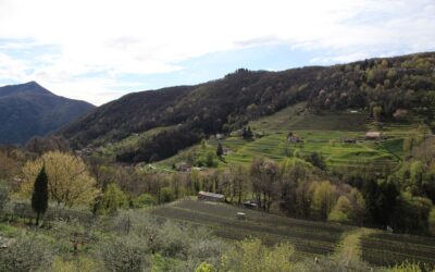 Dans les vignes du Tessin