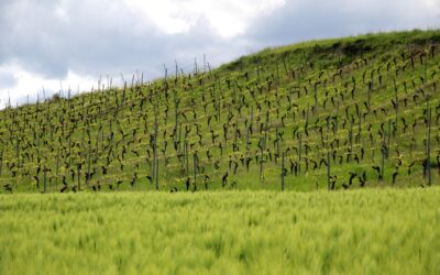 À pied de Mathod à Bavois