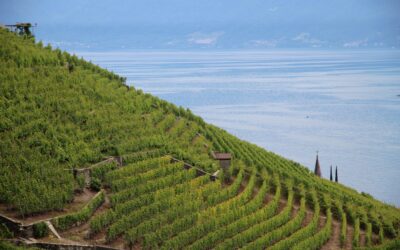 Lavaux: du lac aux vignobles