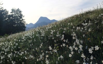 Un tapis de narcisses