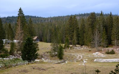 Dans la forêt du Risoud